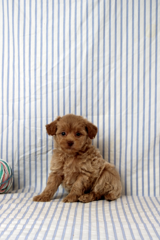 puppy, for, sale, Shi Poo, Matthew B. Stoltzfus, dog, breeder, Gap, PA, dog-breeder, puppy-for-sale, forsale, nearby, find, puppyfind, locator, puppylocator, aca
